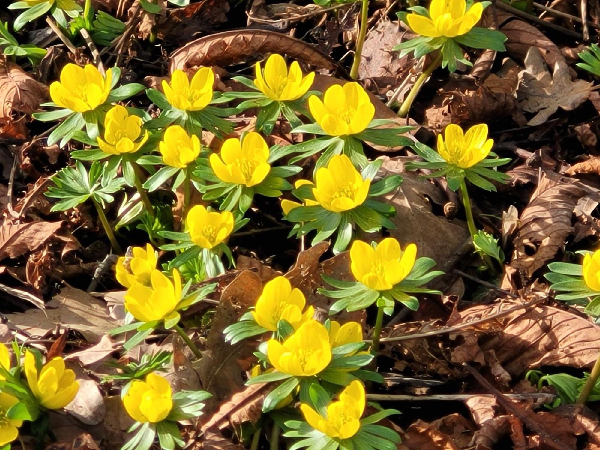 Blick In Den Garten Holzschlag Exteriör bild